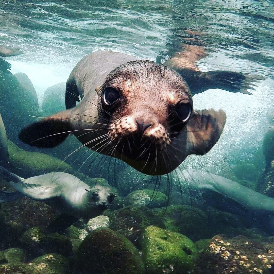 Акула в стае рыб