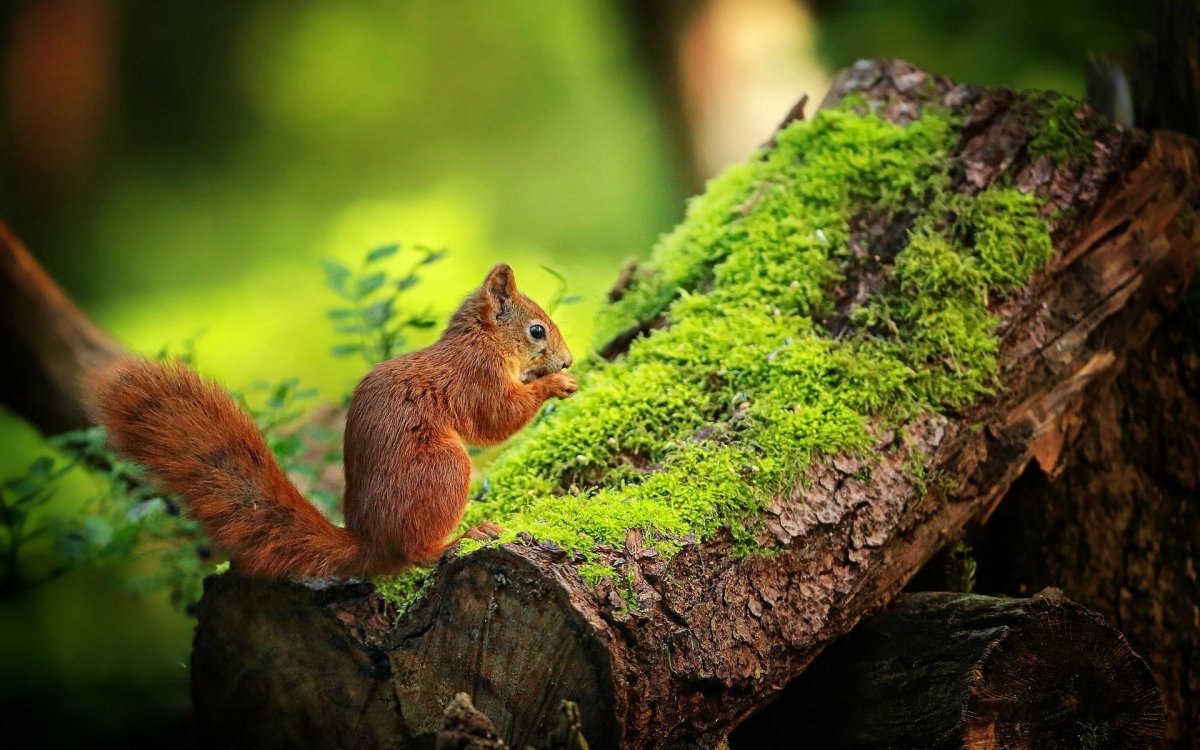 Картинки на рабочий стол белка