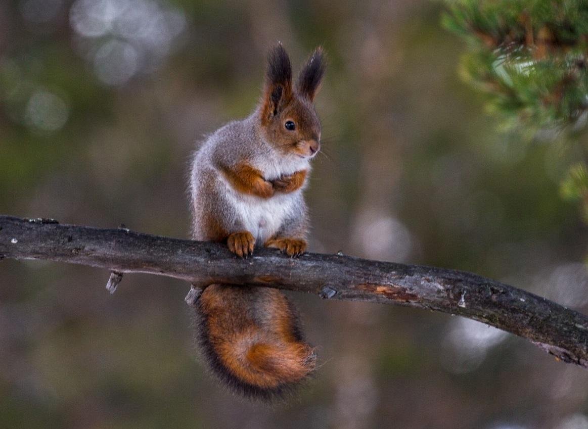 Белка Веверица Векша