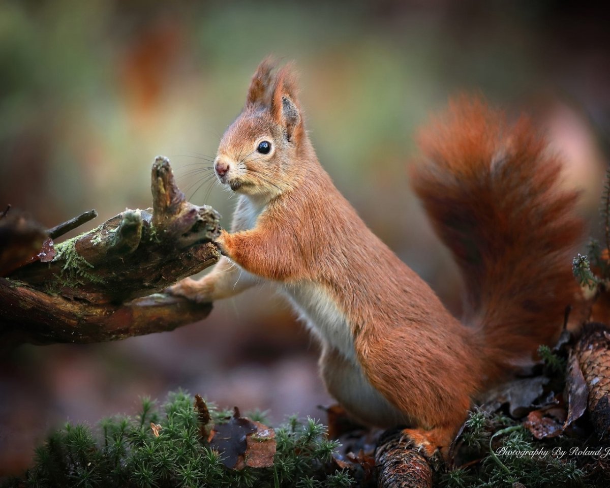 Грустная белка