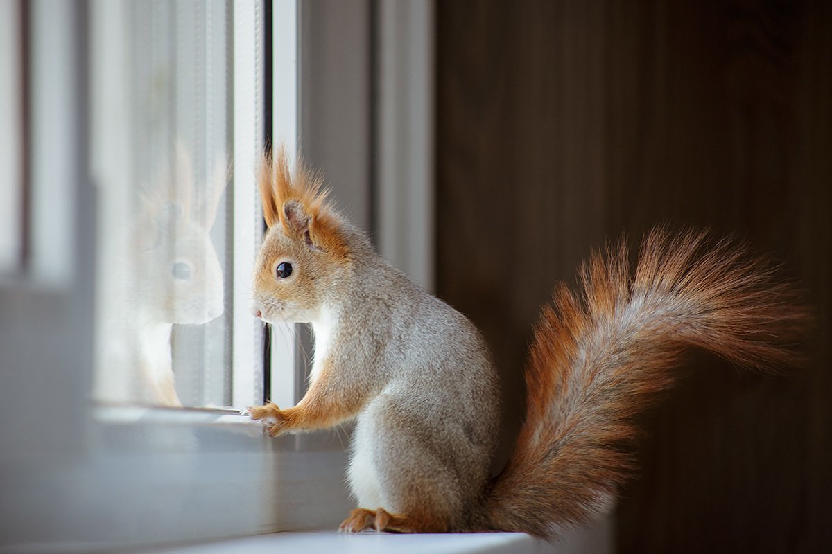 Callosciurus inornatus