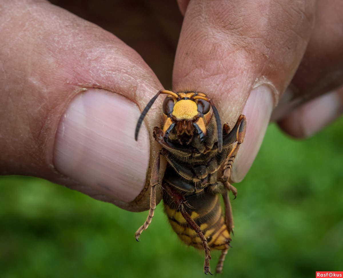 Пчелиный волк