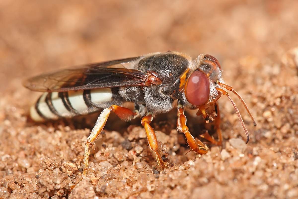 Шершень и пчела