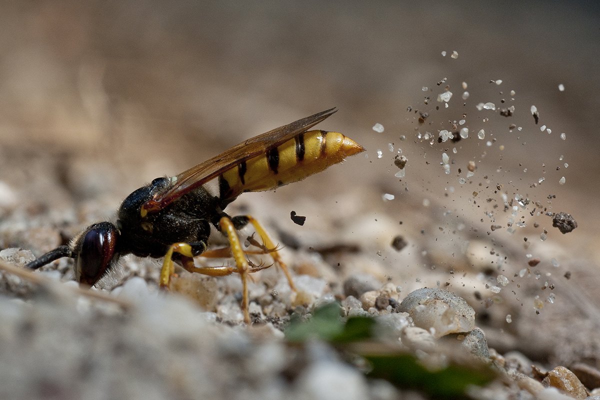 Пчелиный волк и Шершень