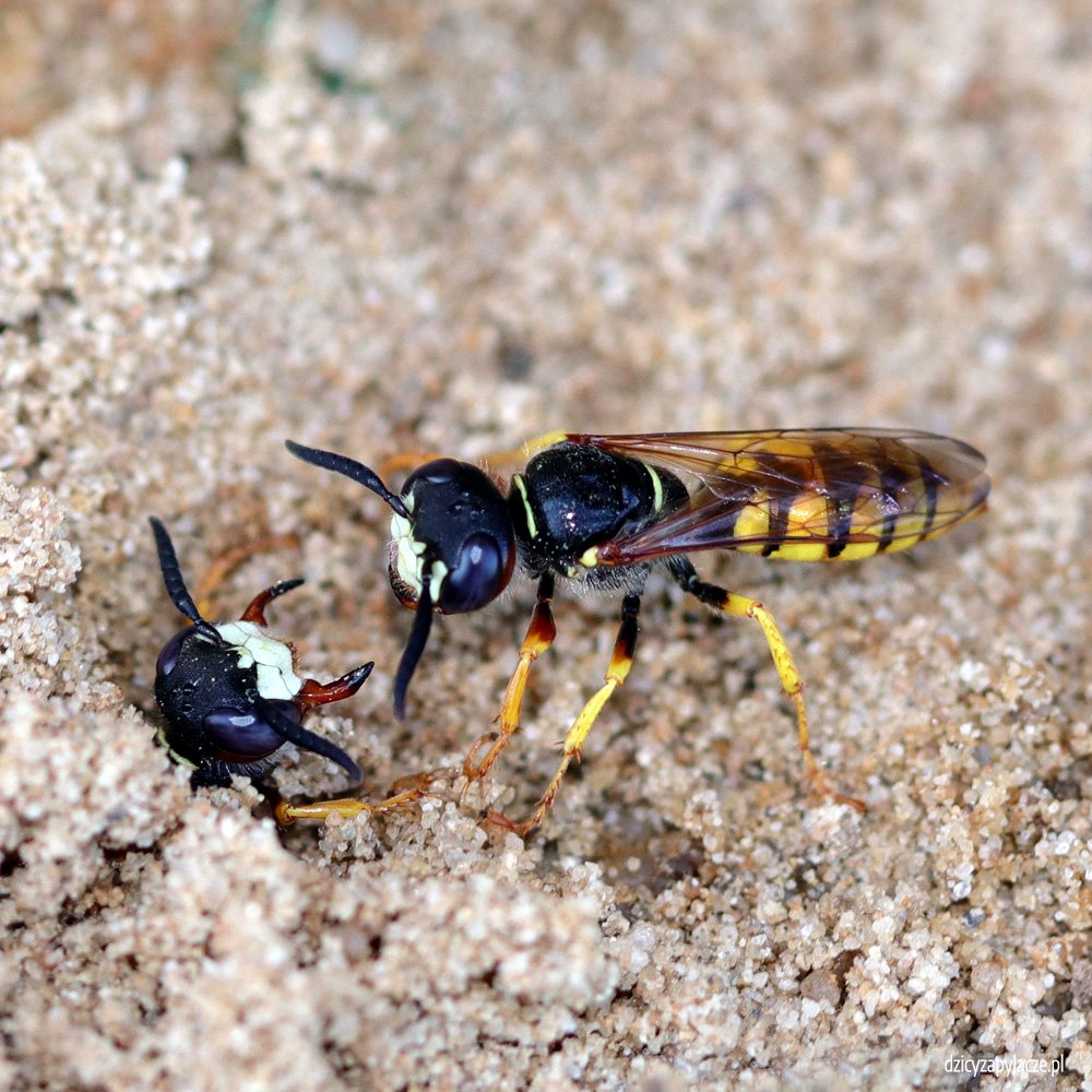 Плотоядные пчелы