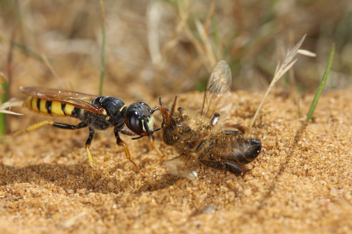 Philanthus Triangulum