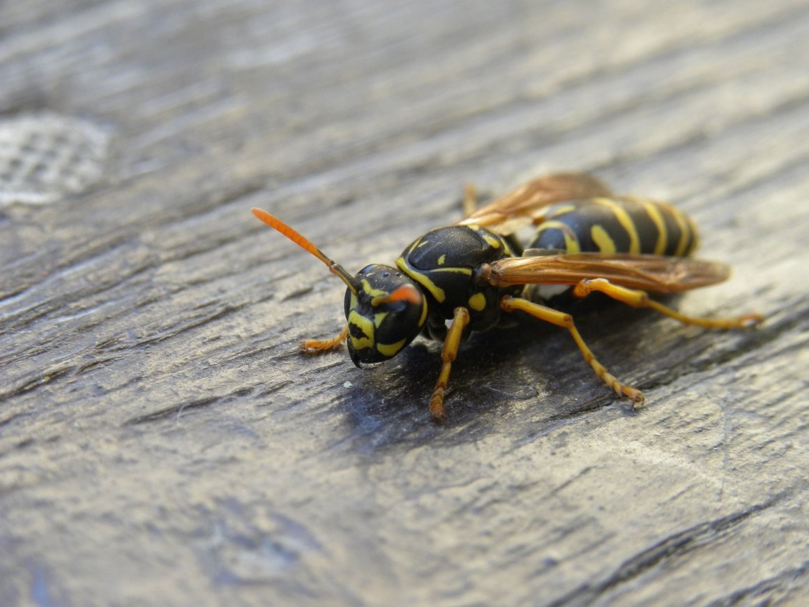 Шершень слепень Овод Оса пчела Шмель