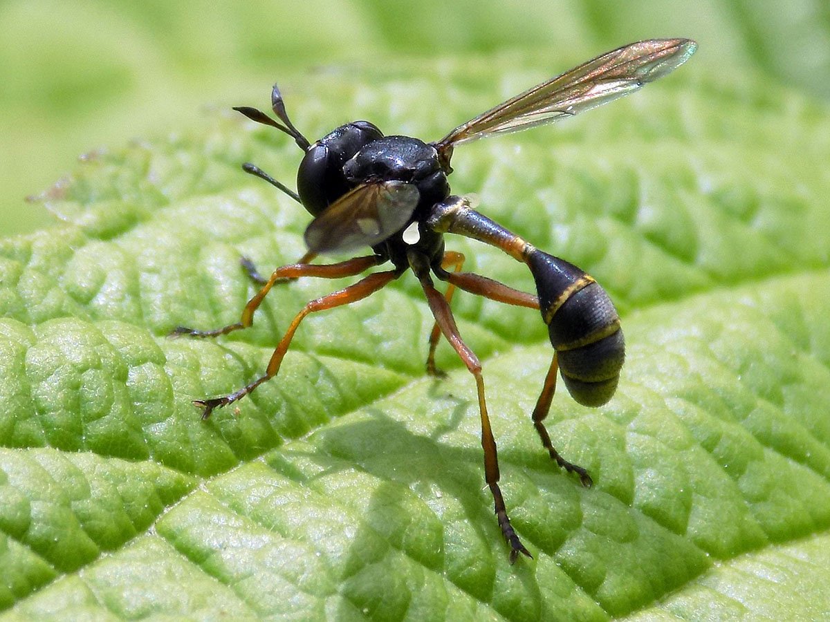 Азиатский Шершень убийца