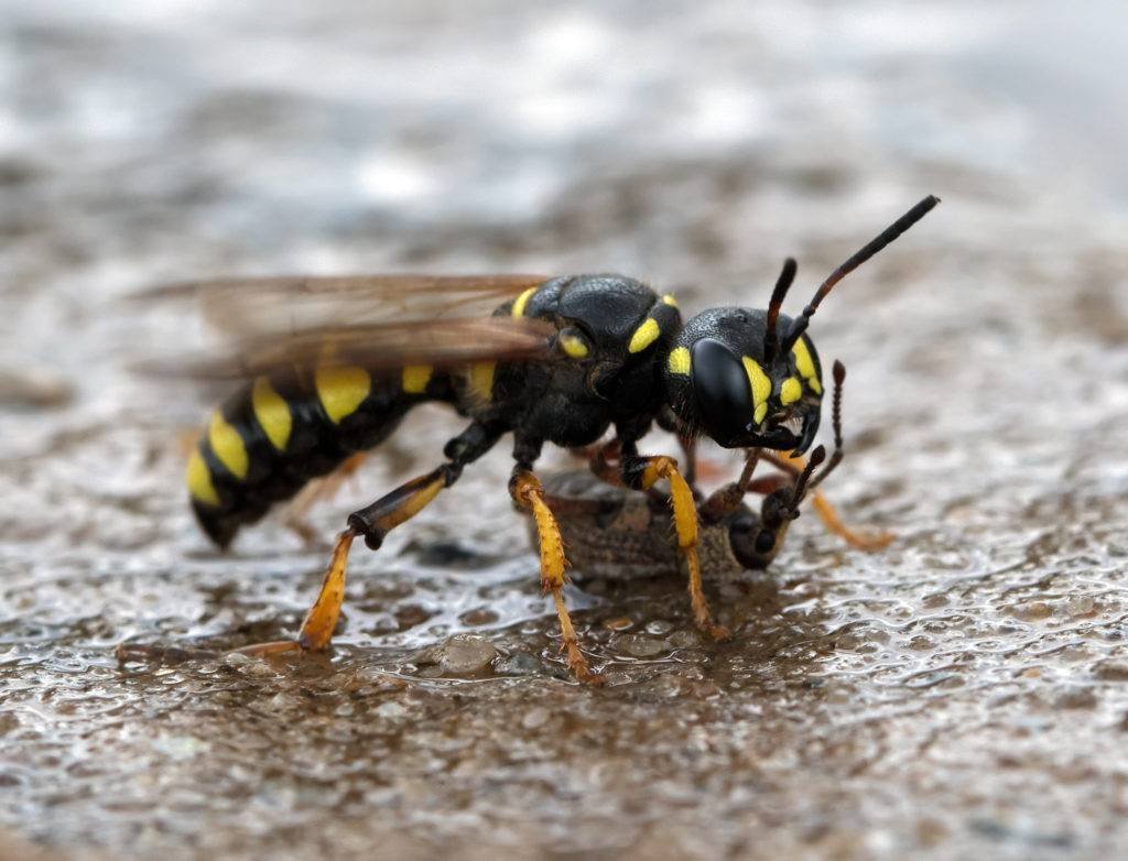 Овод и Шершень