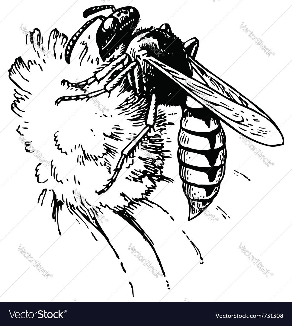 Роющая Оса хищница