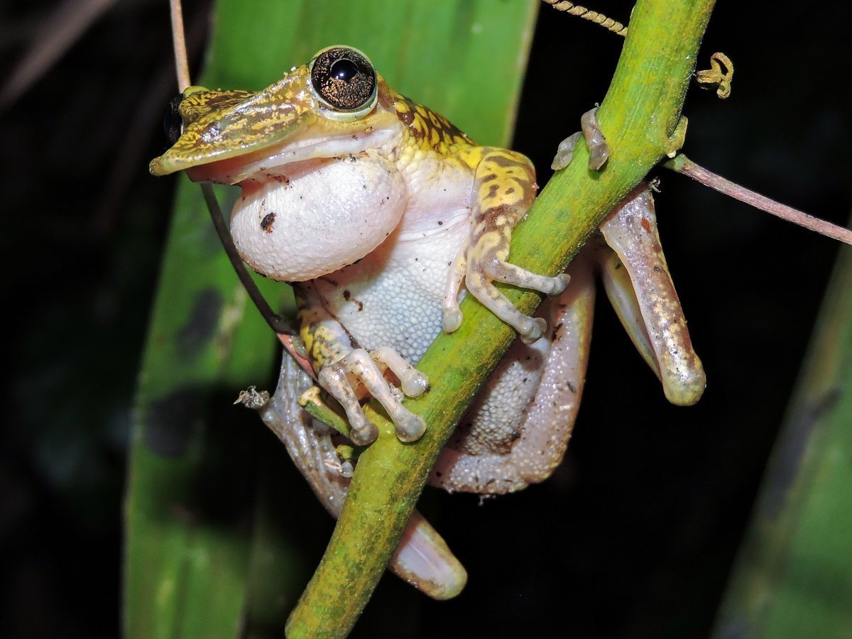 Лягушка красная квакша