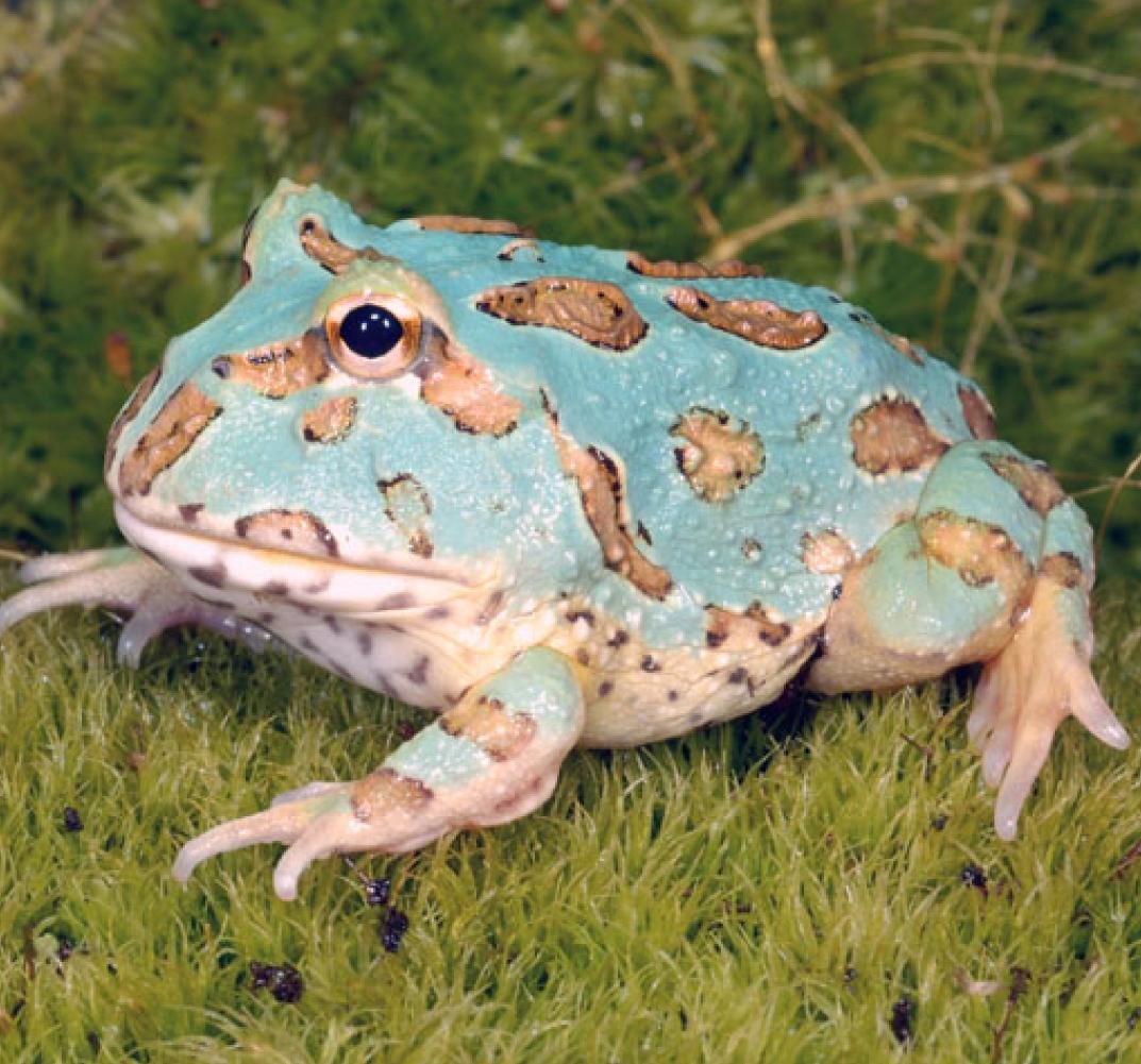 Чернолапый веслоног