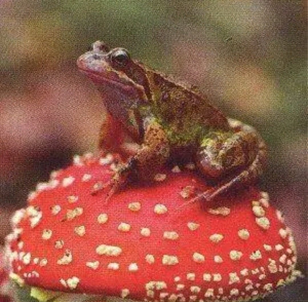 Чесночница обыкновенная