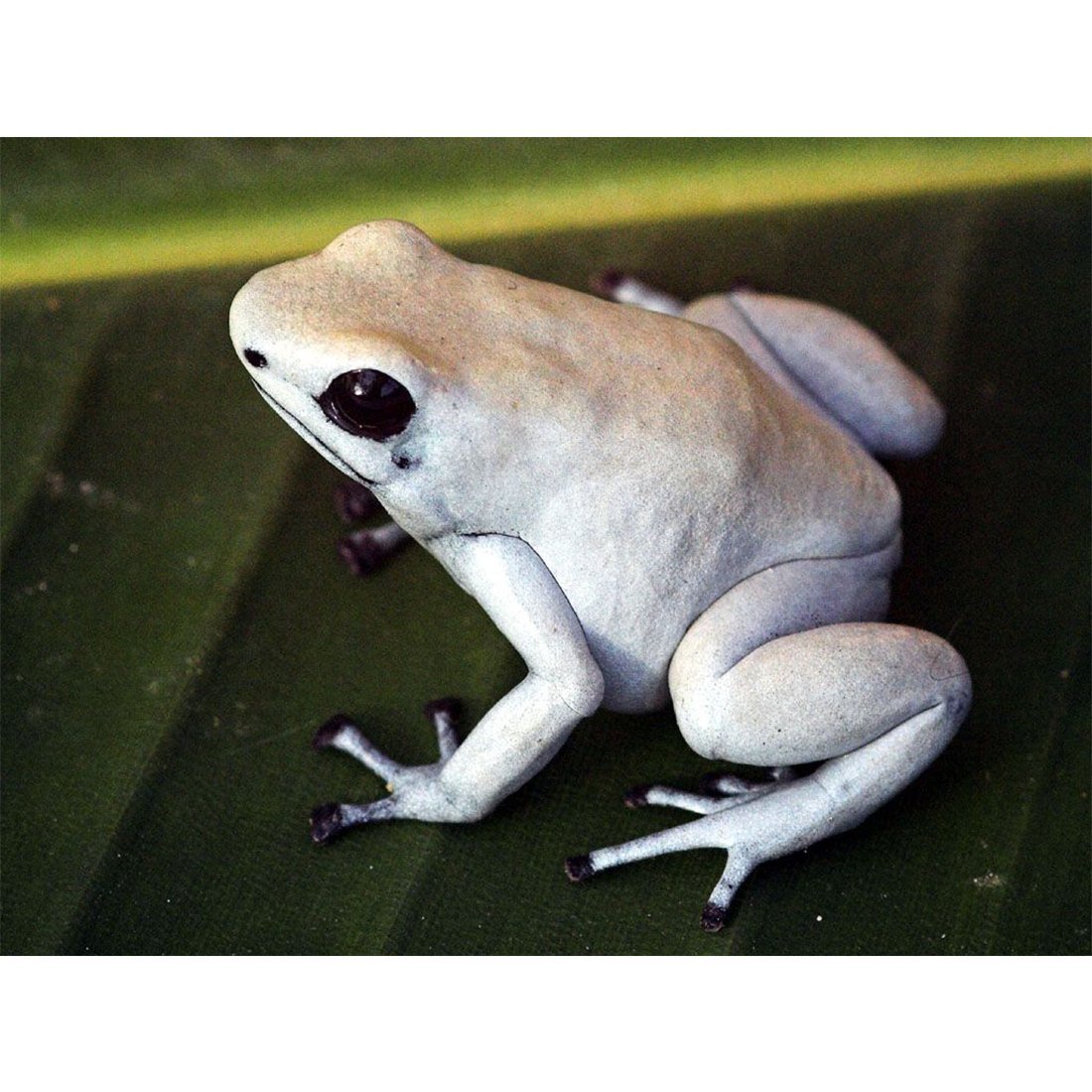 Лягушка и жаба это пресмыкающиеся