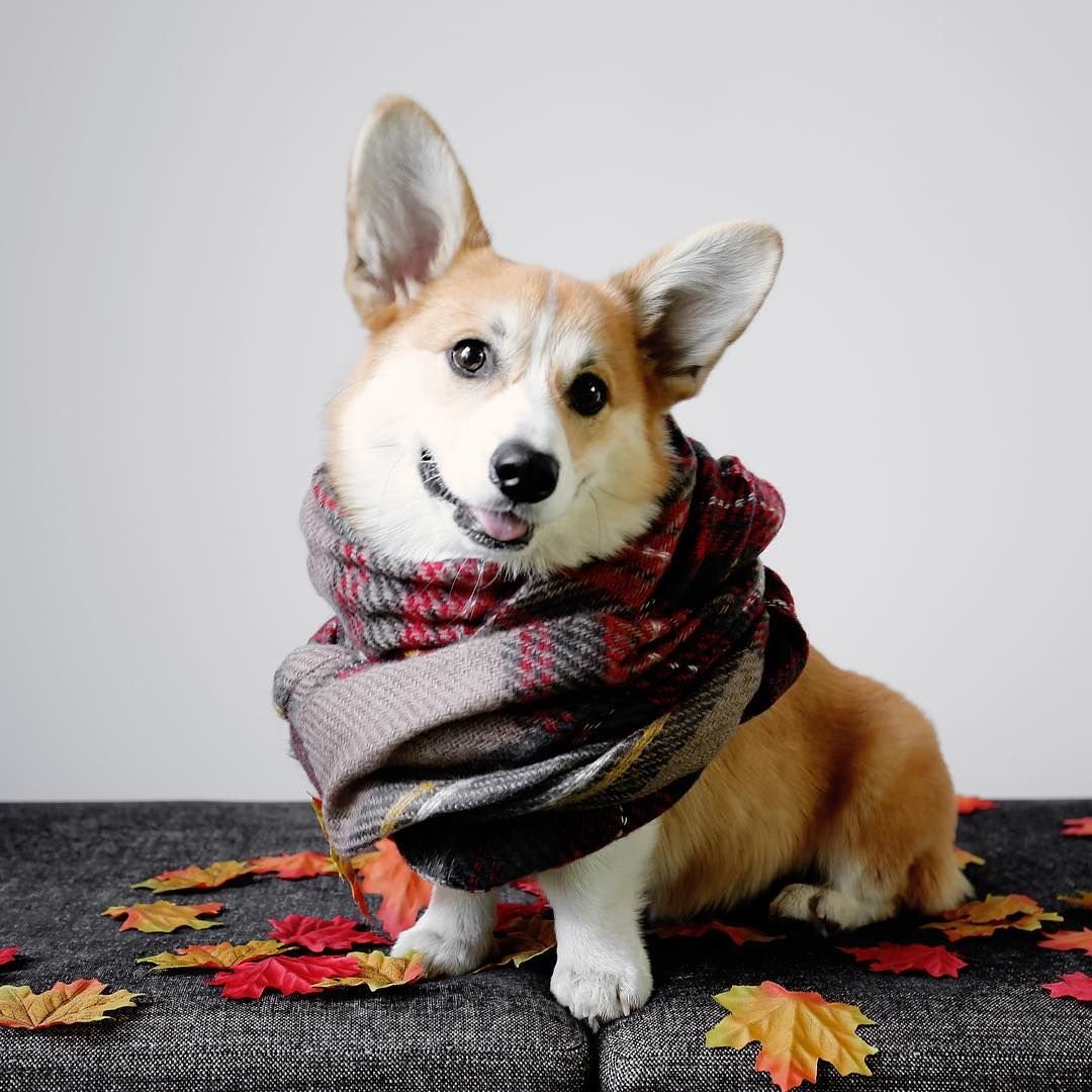 Корги в шарфе