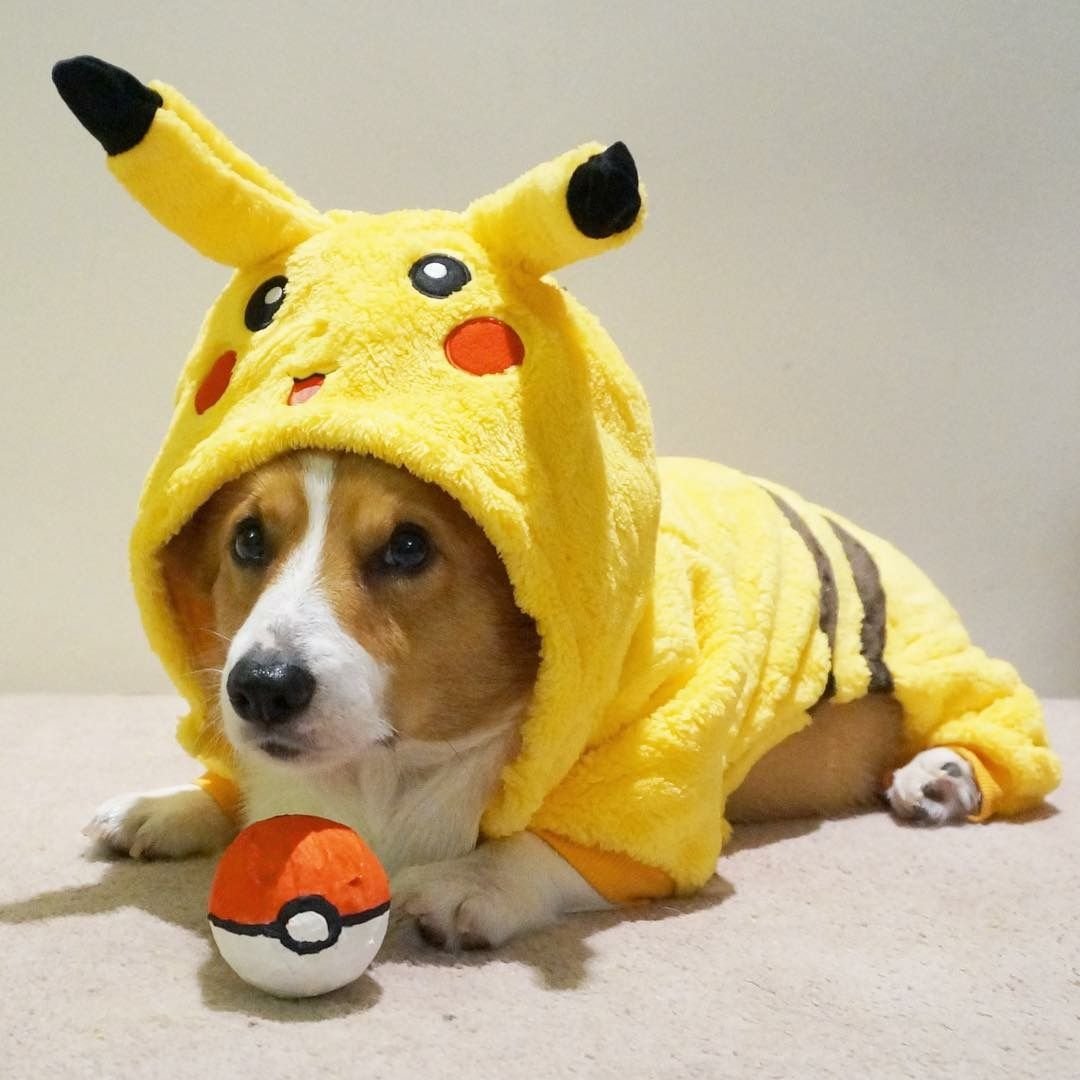 Локи бобо собака