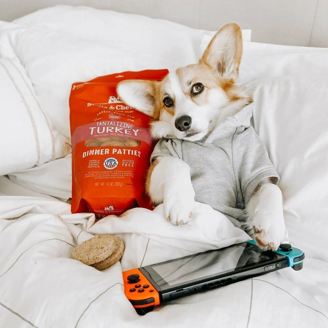 Привычки корги