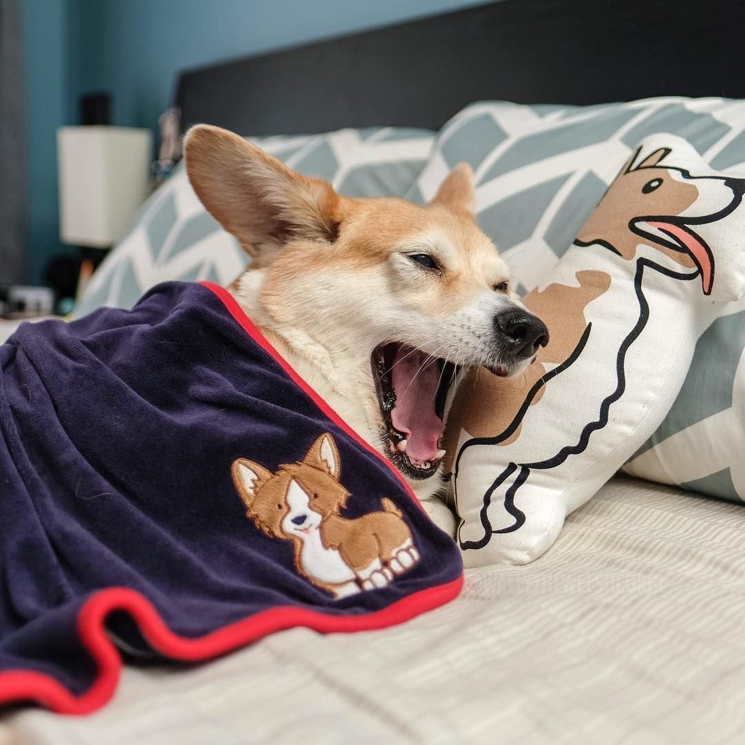 Вельш корги спит