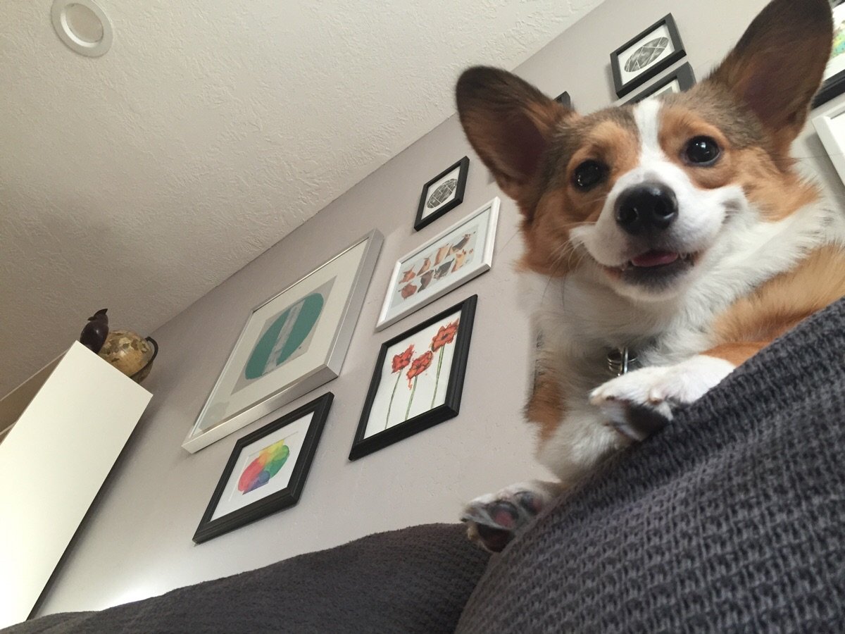 Новогодний корги пемброк