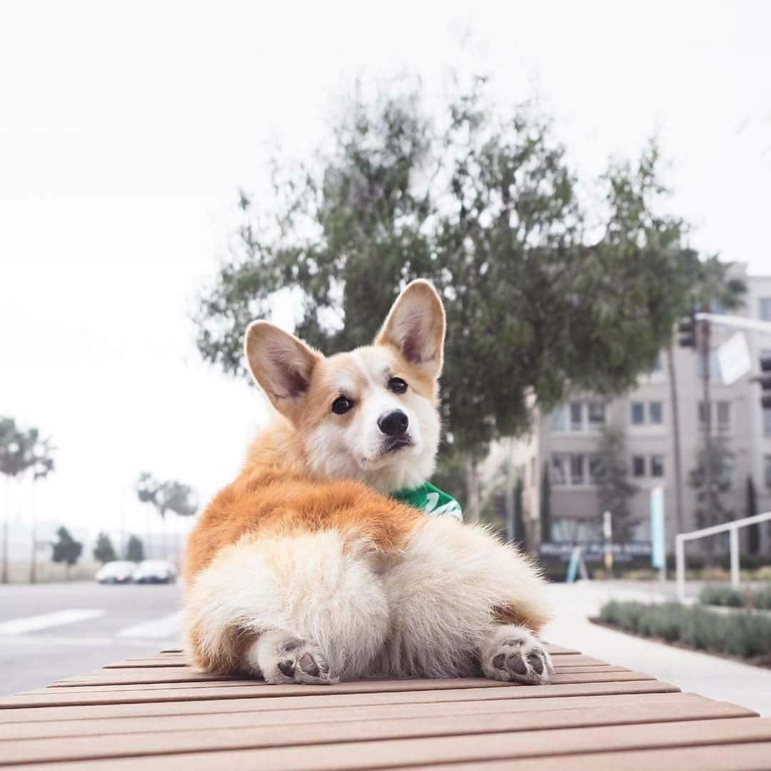 Вельш корги Эстетика