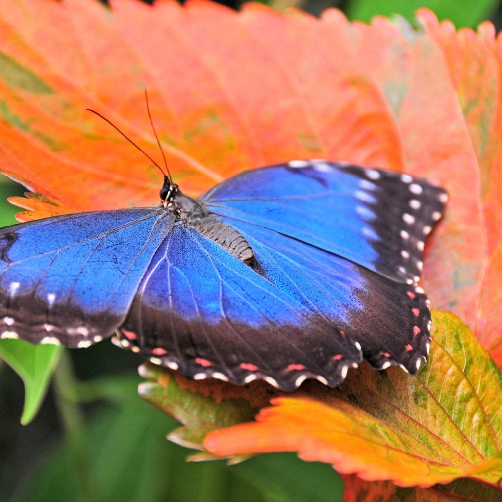Бабочки осенью