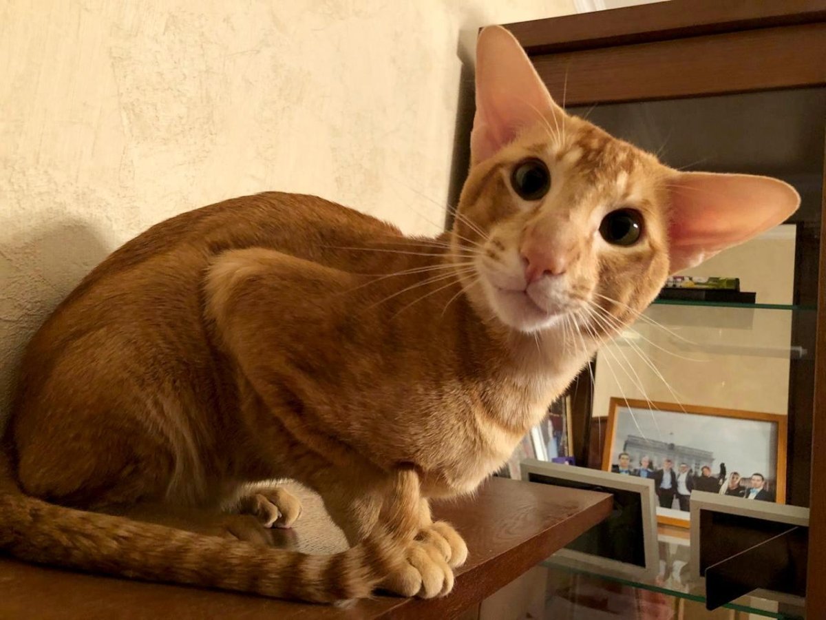 Ориентальная кошка рыжая