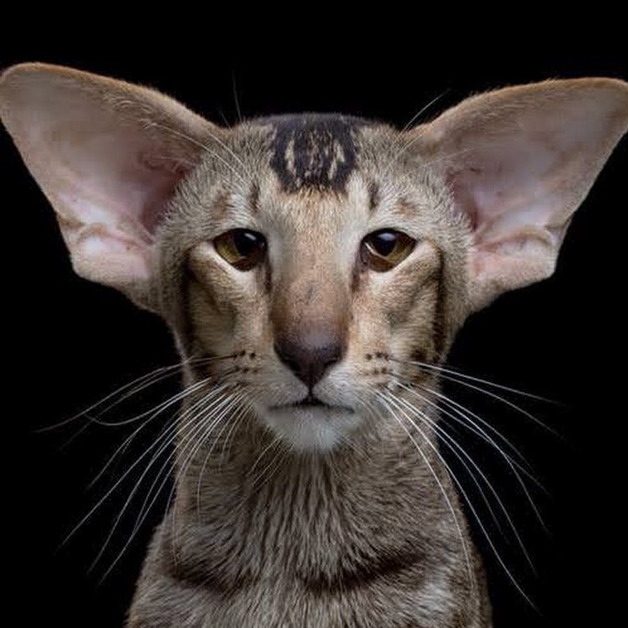 Оричка кошка Ориентальная