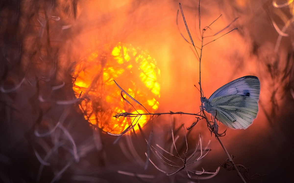 Живая бабочка на руке
