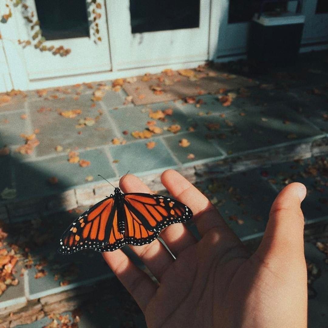 Дерево с бабочками