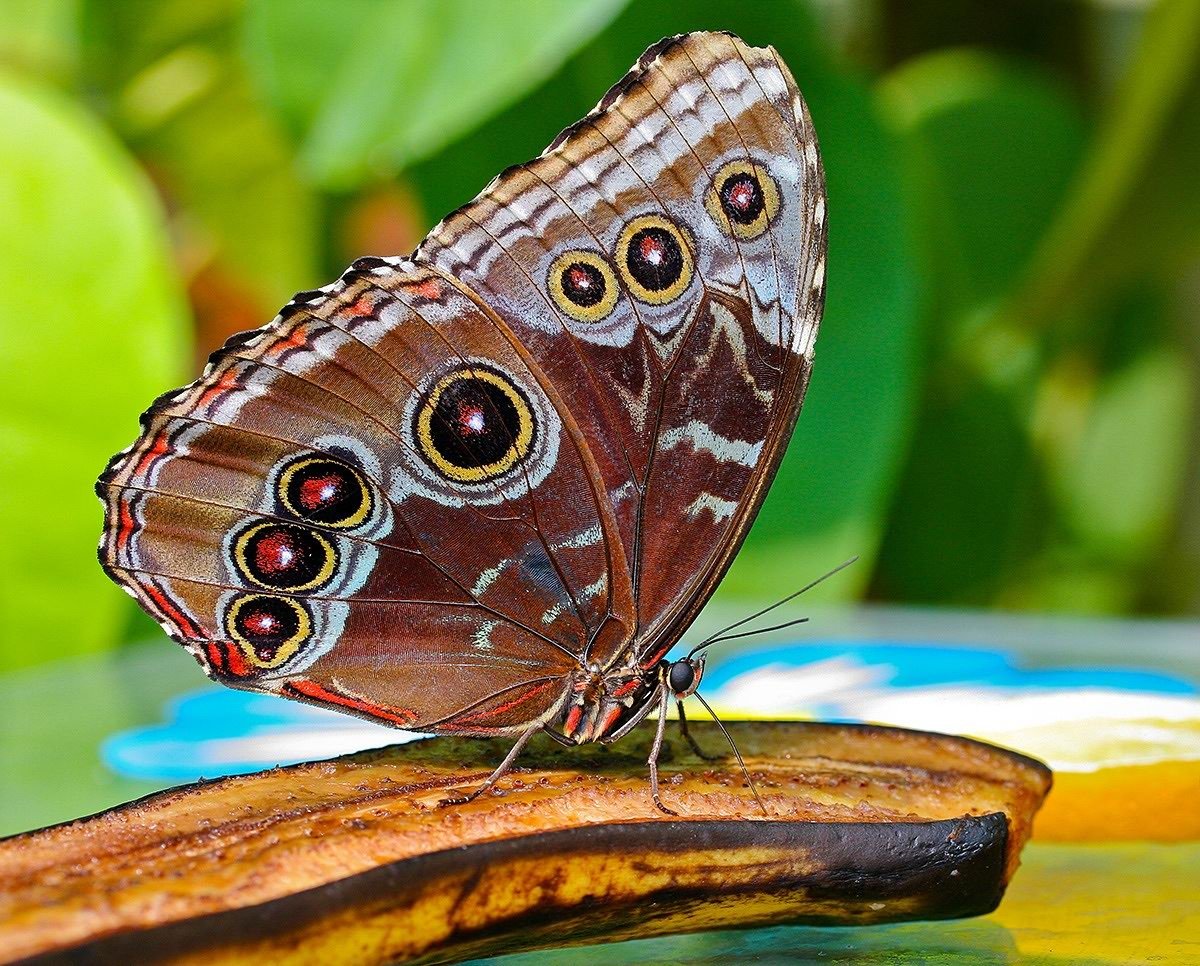 Красивые собаки