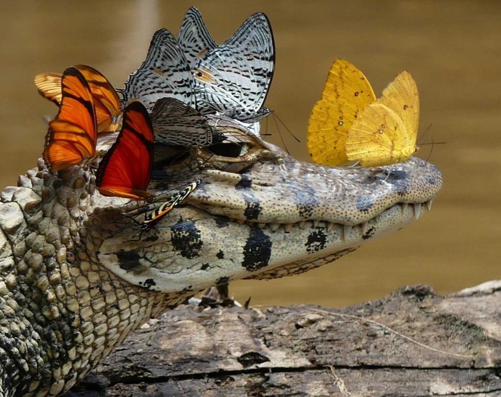 Лягушка и бабочка