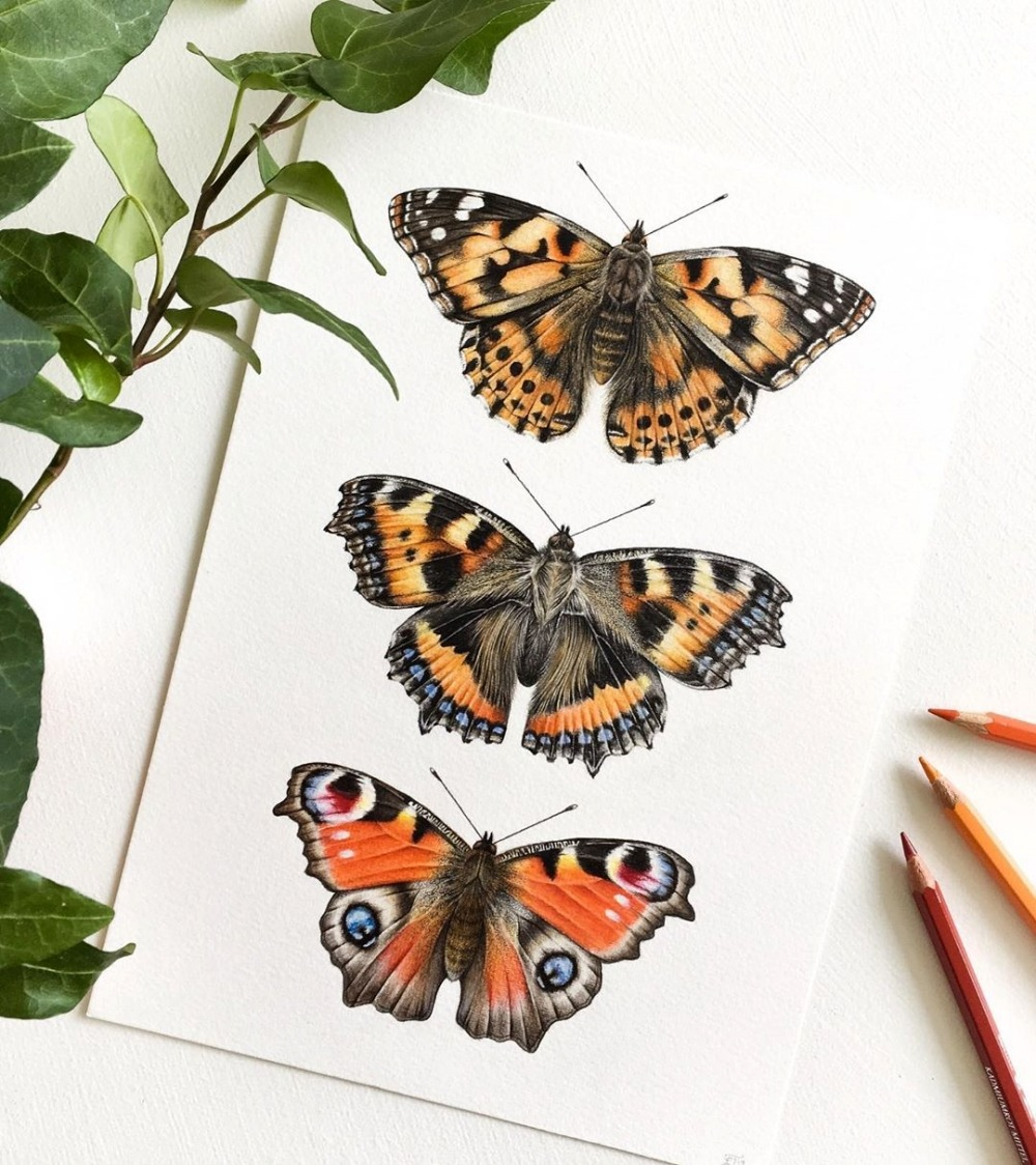 Gilbert's Tortoiseshell Butterfly рисунок
