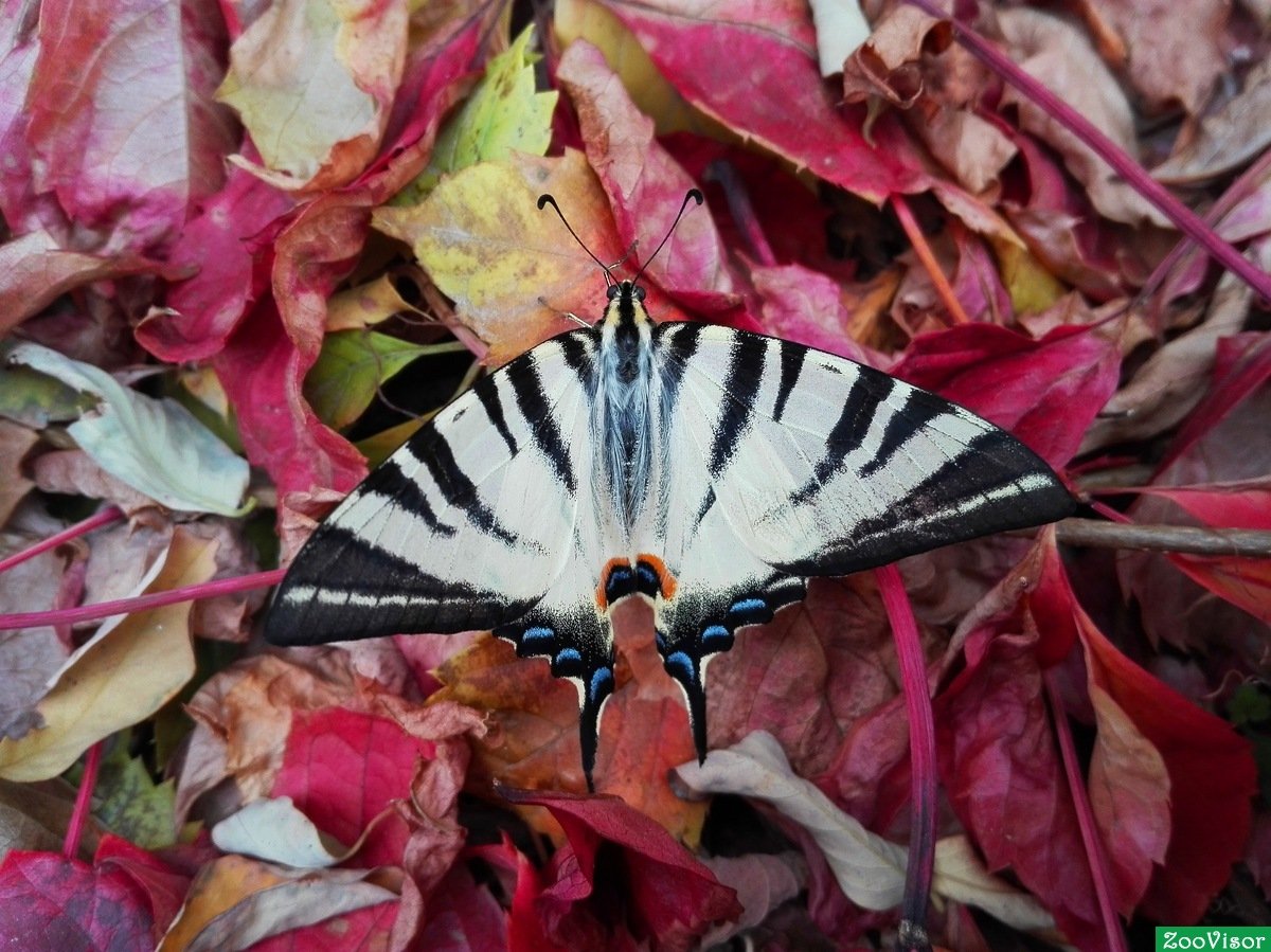 Осенние бабочки фото