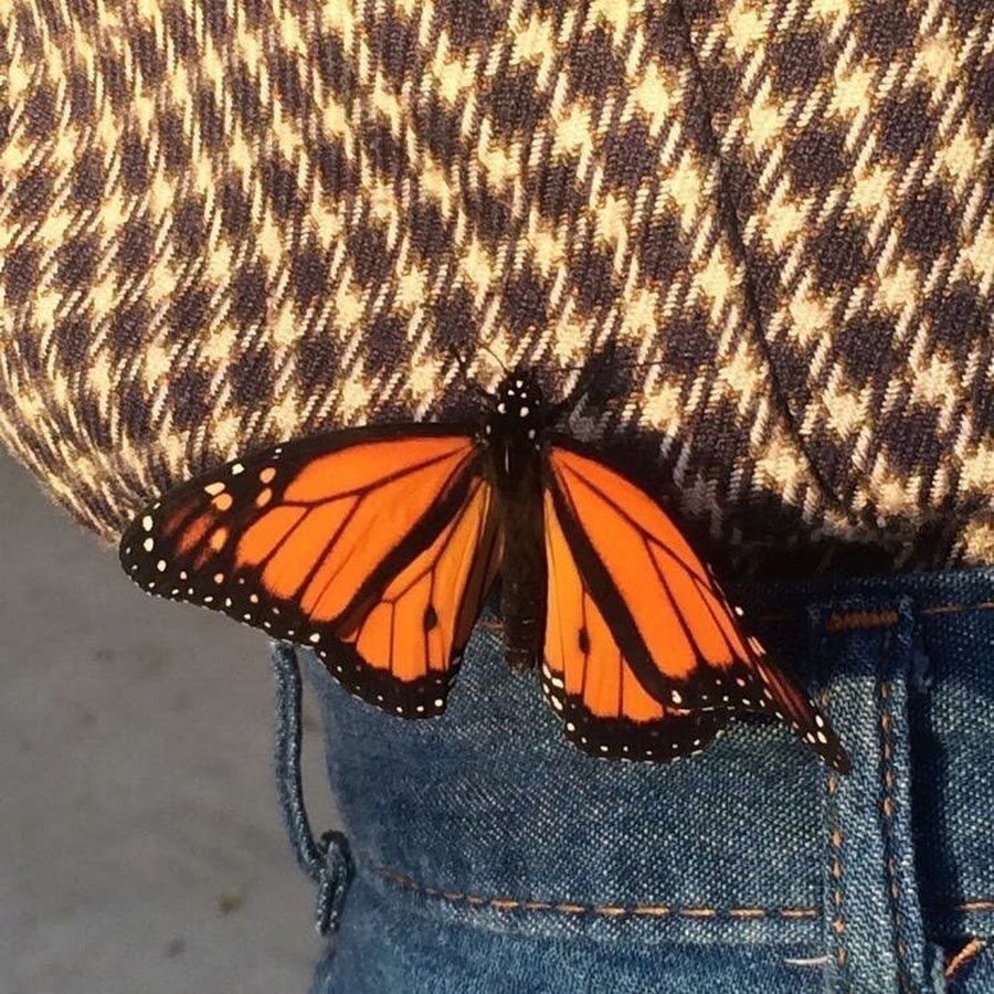 Африканские бабочки