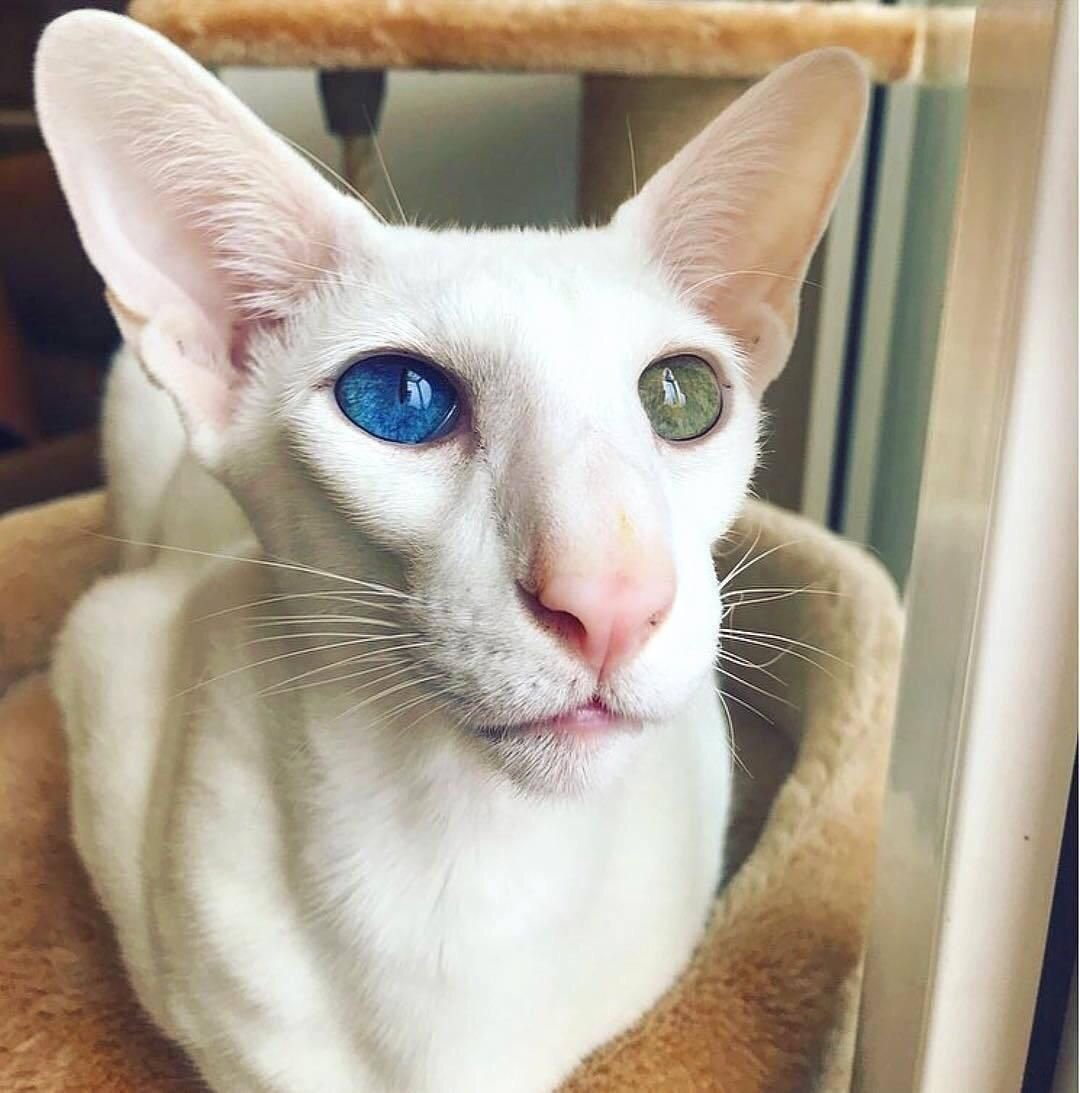 Кот Ориентал гетерохромия