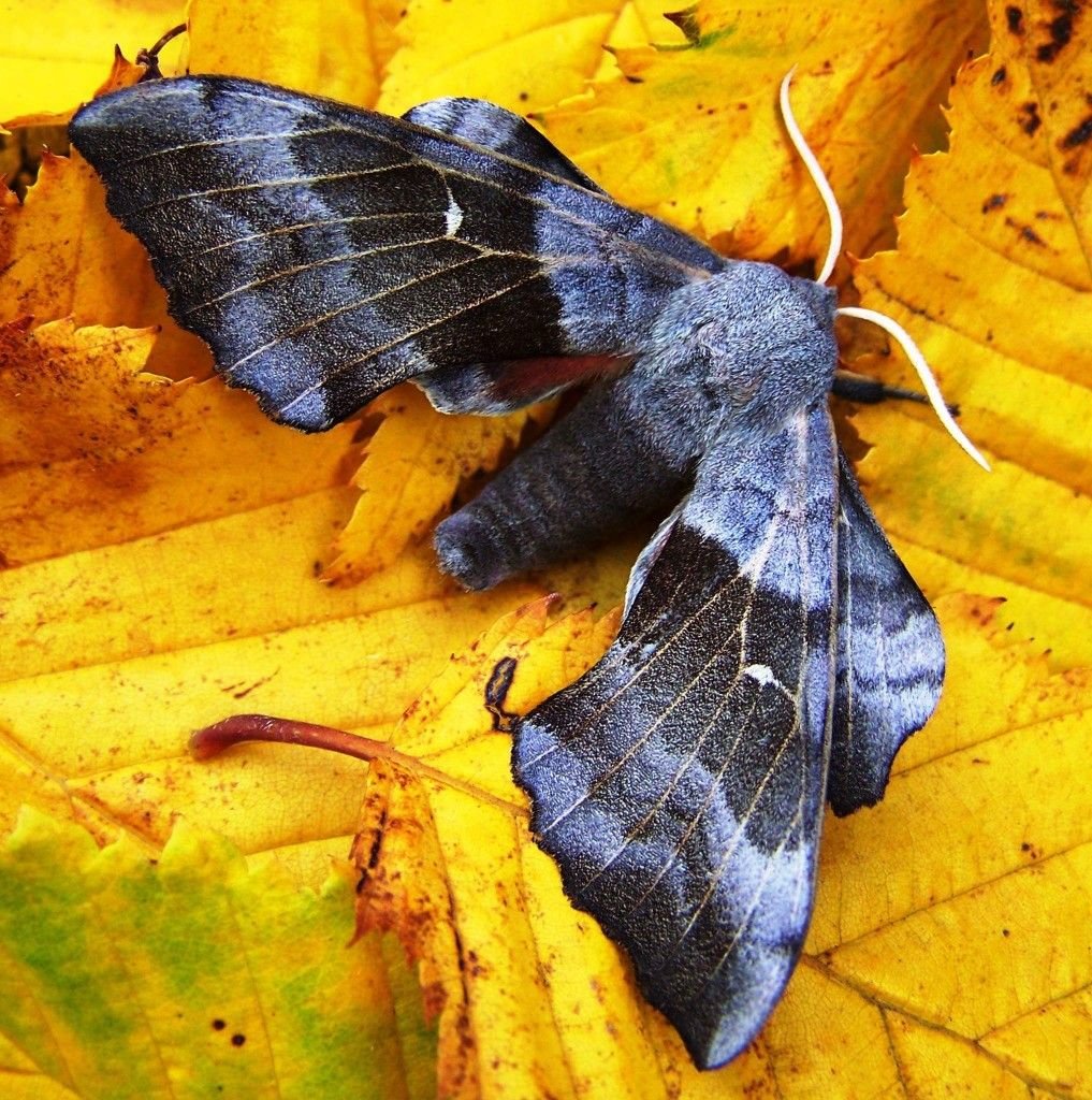 Ночная бабочка осенью