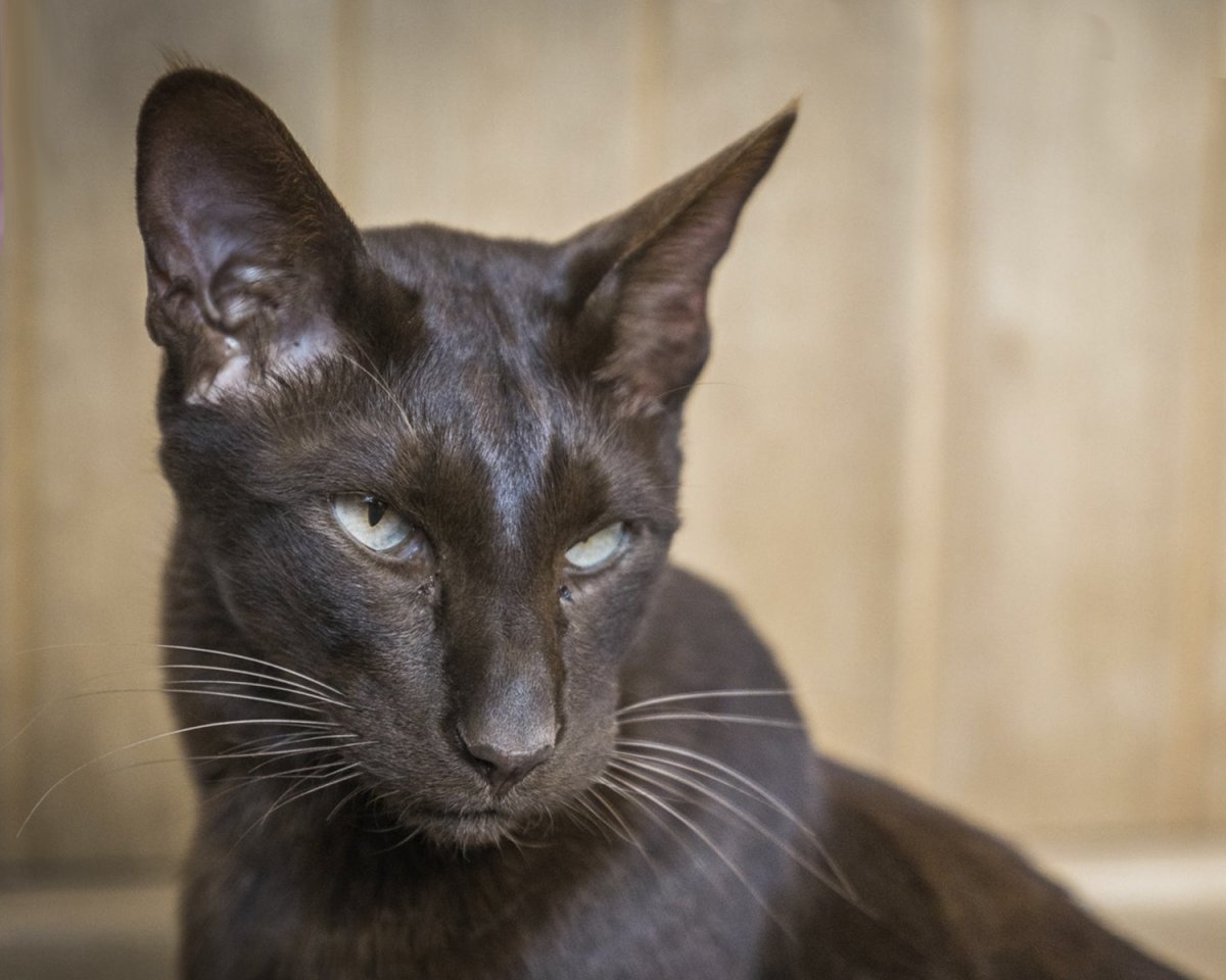 Порода Гавана Браун