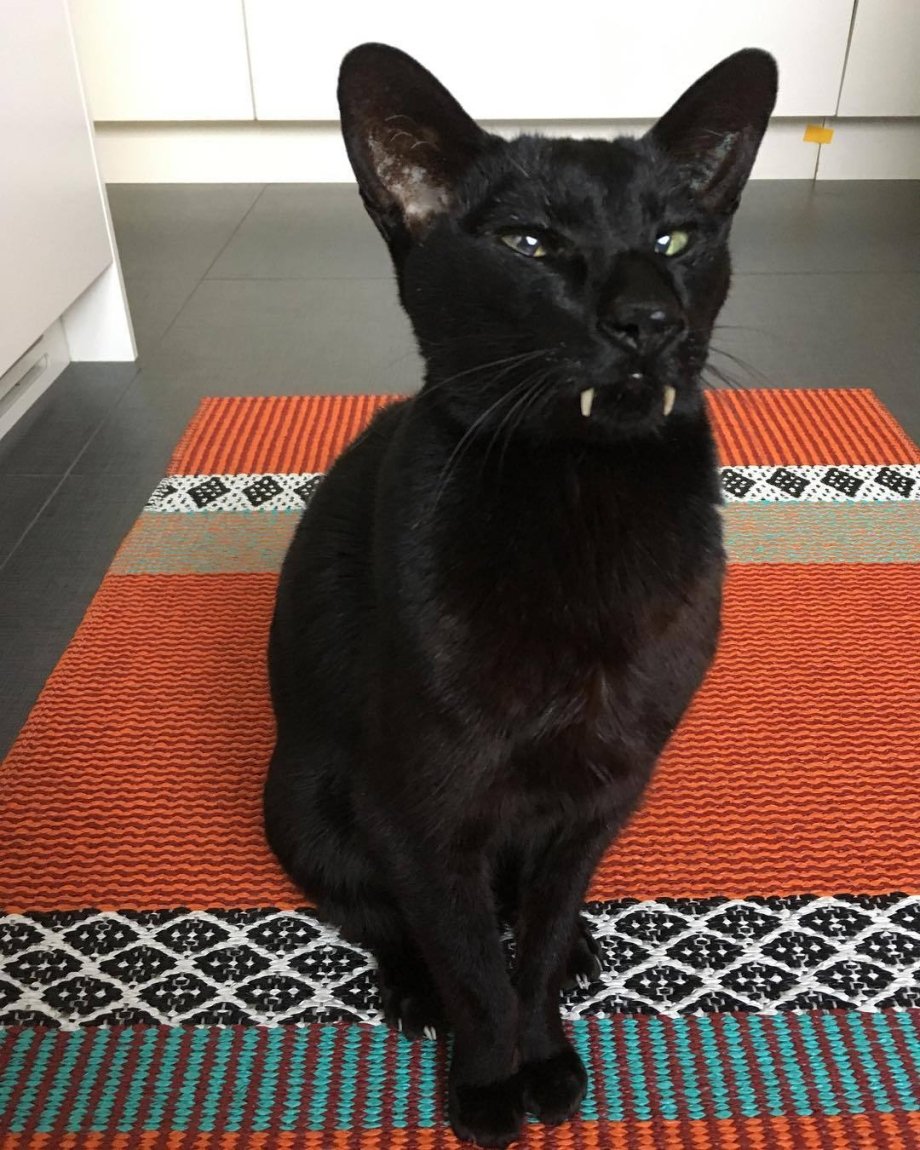 Ориентальная кошка Дракула