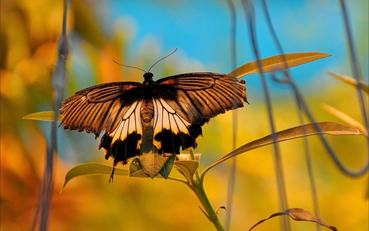 Экзотические бабочки на цветах
