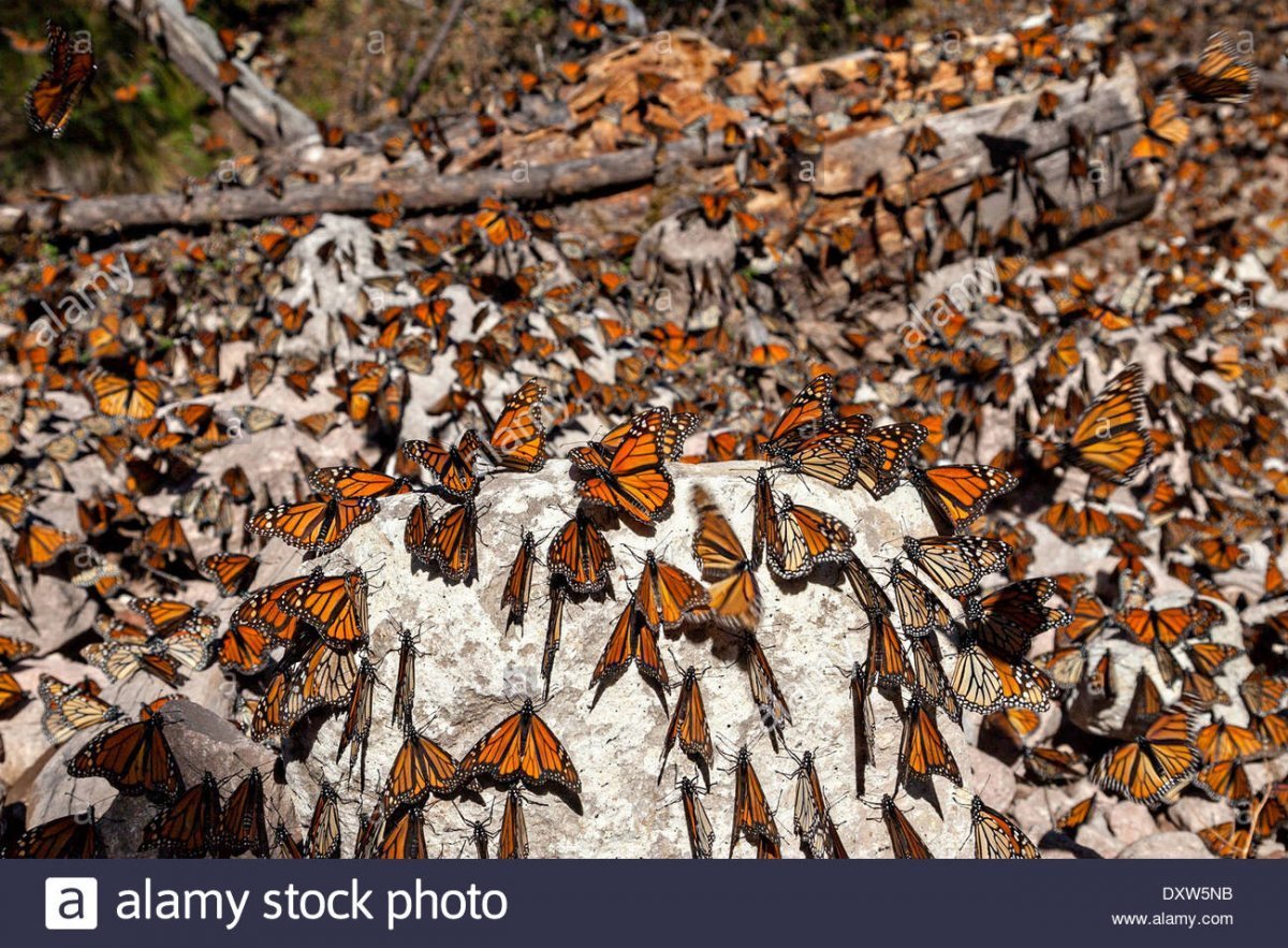 Природа макро