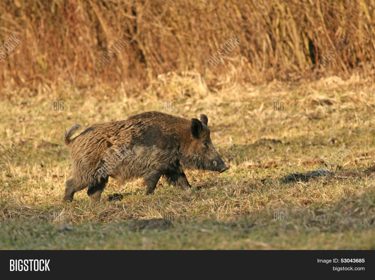 Кабан в степи