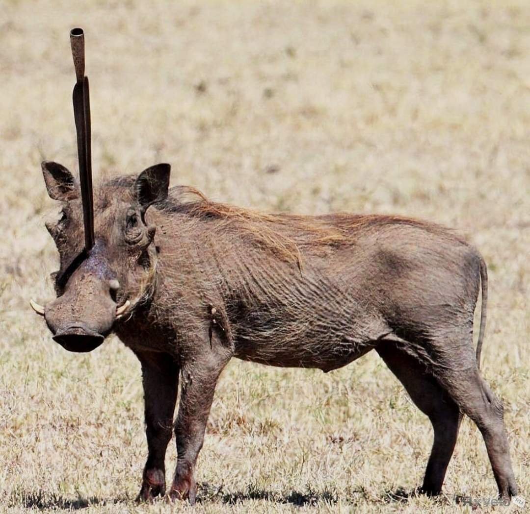 Кабанчики с кабанятами.