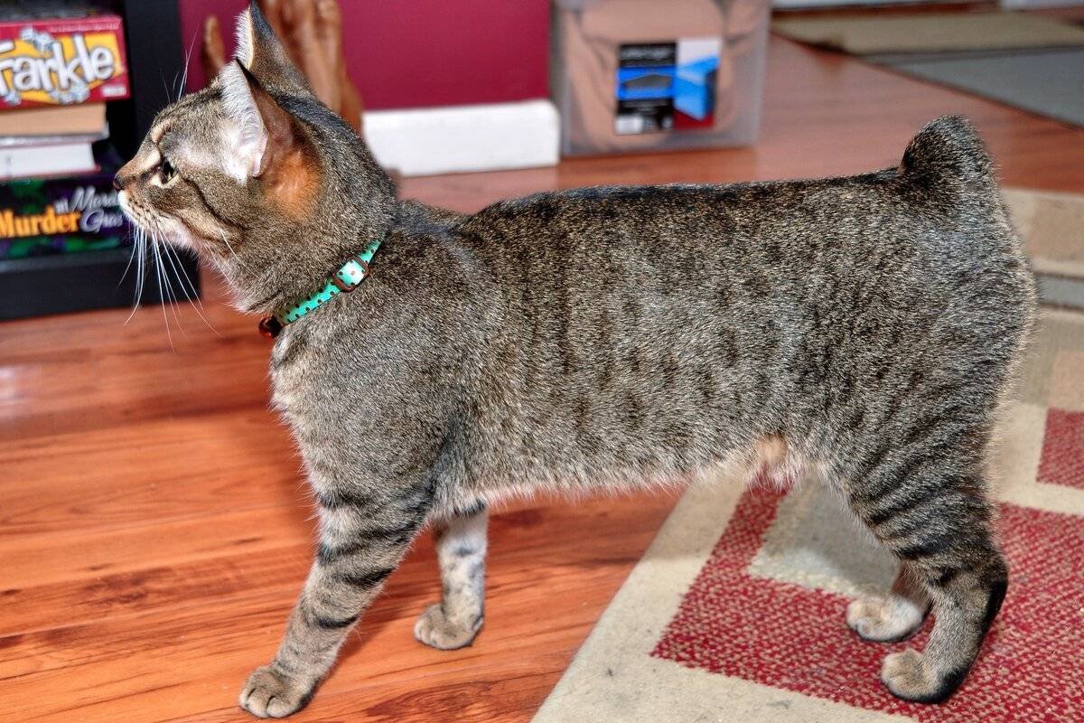 Мэнкс кошка