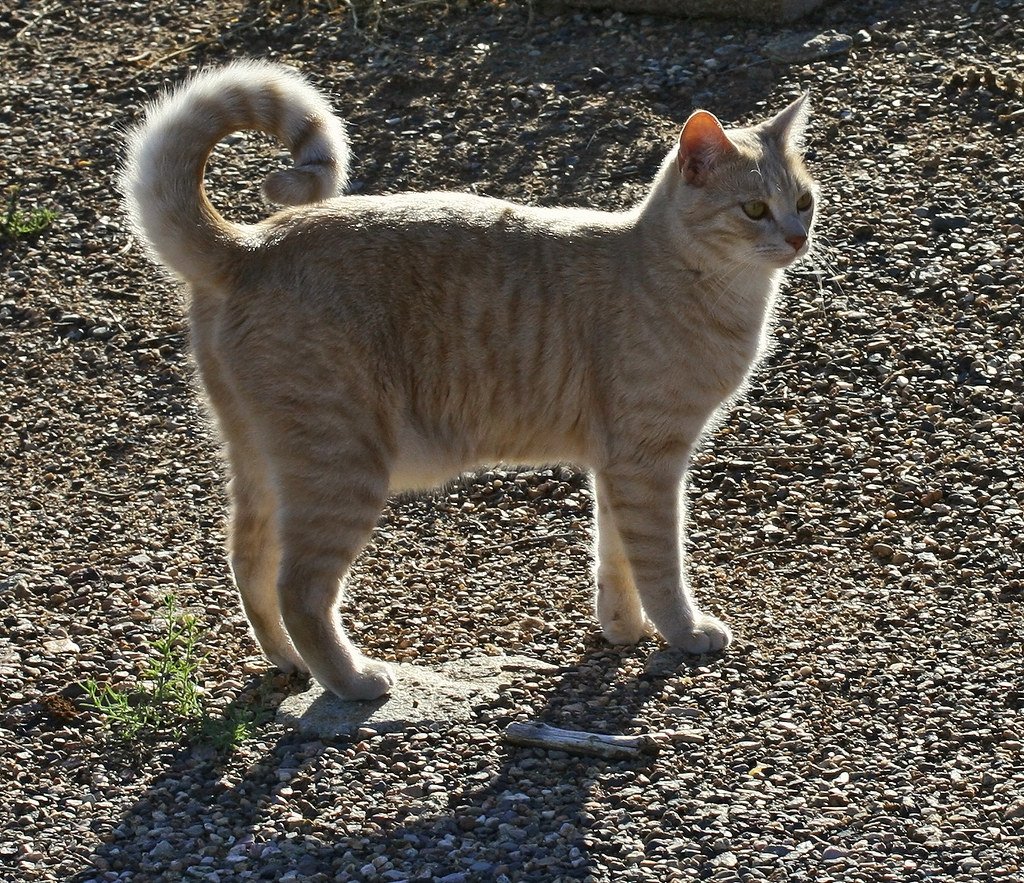 Американский рингтейл