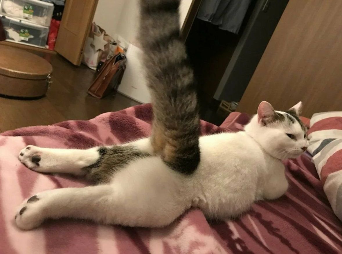 Кот с хвостом смешные