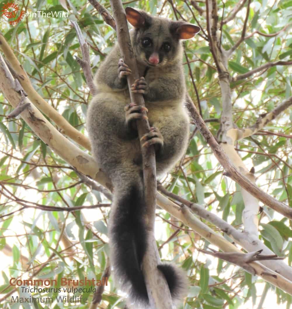 Кошки и их названия