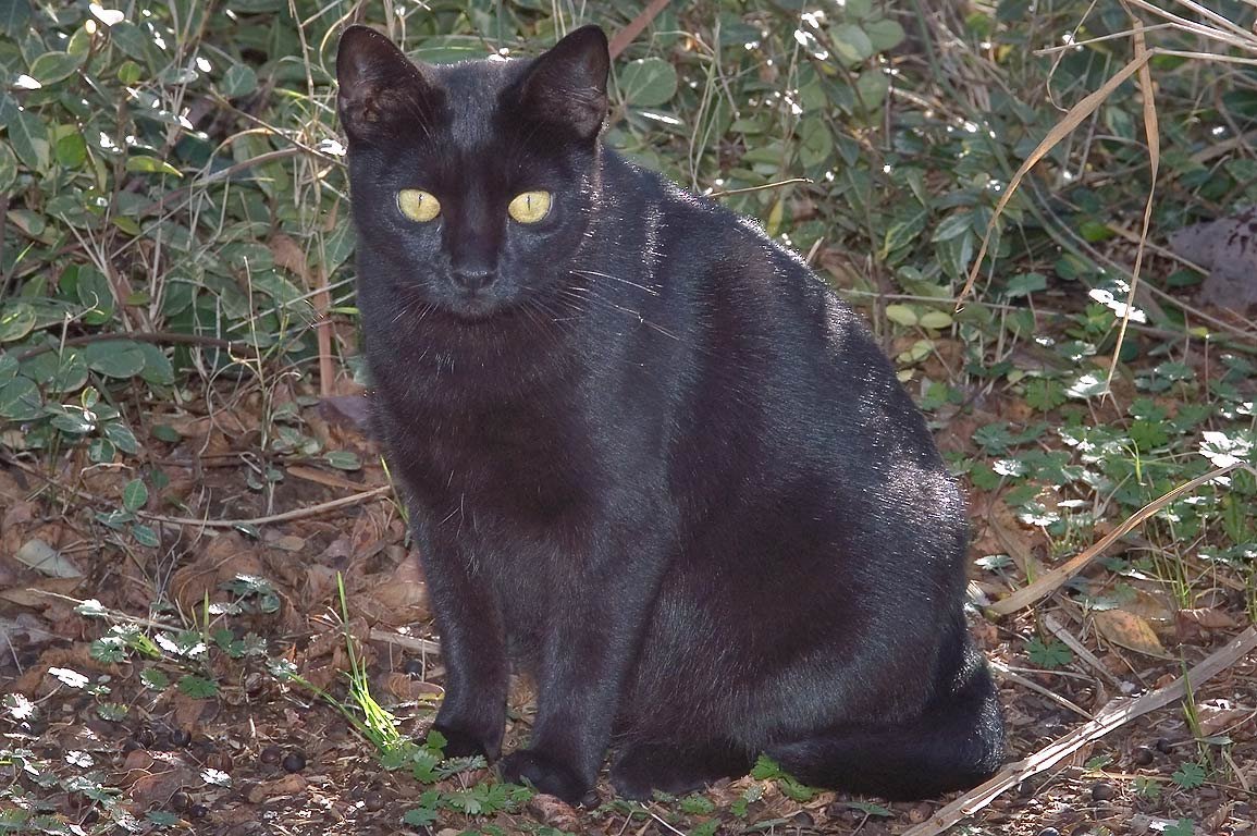 Американский рингтейл порода кошек