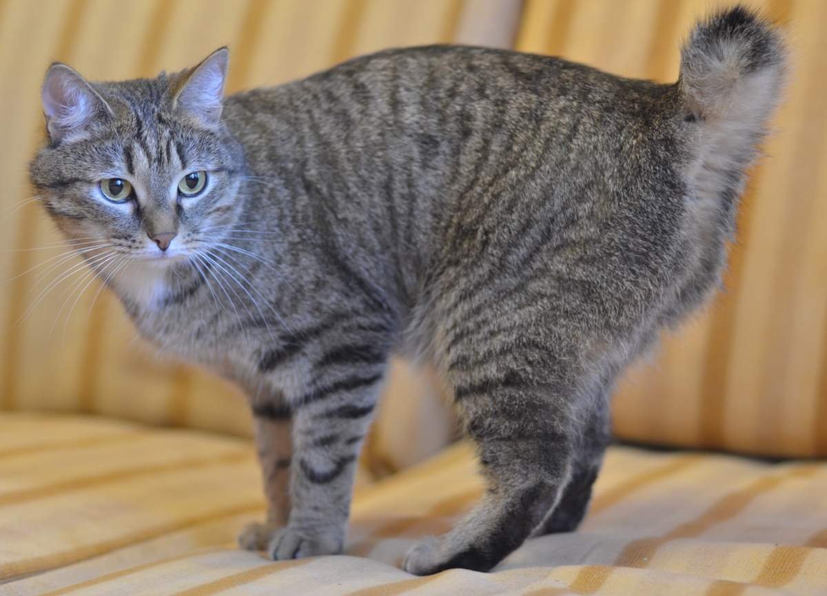 Карельский бобтейл короткошерстный