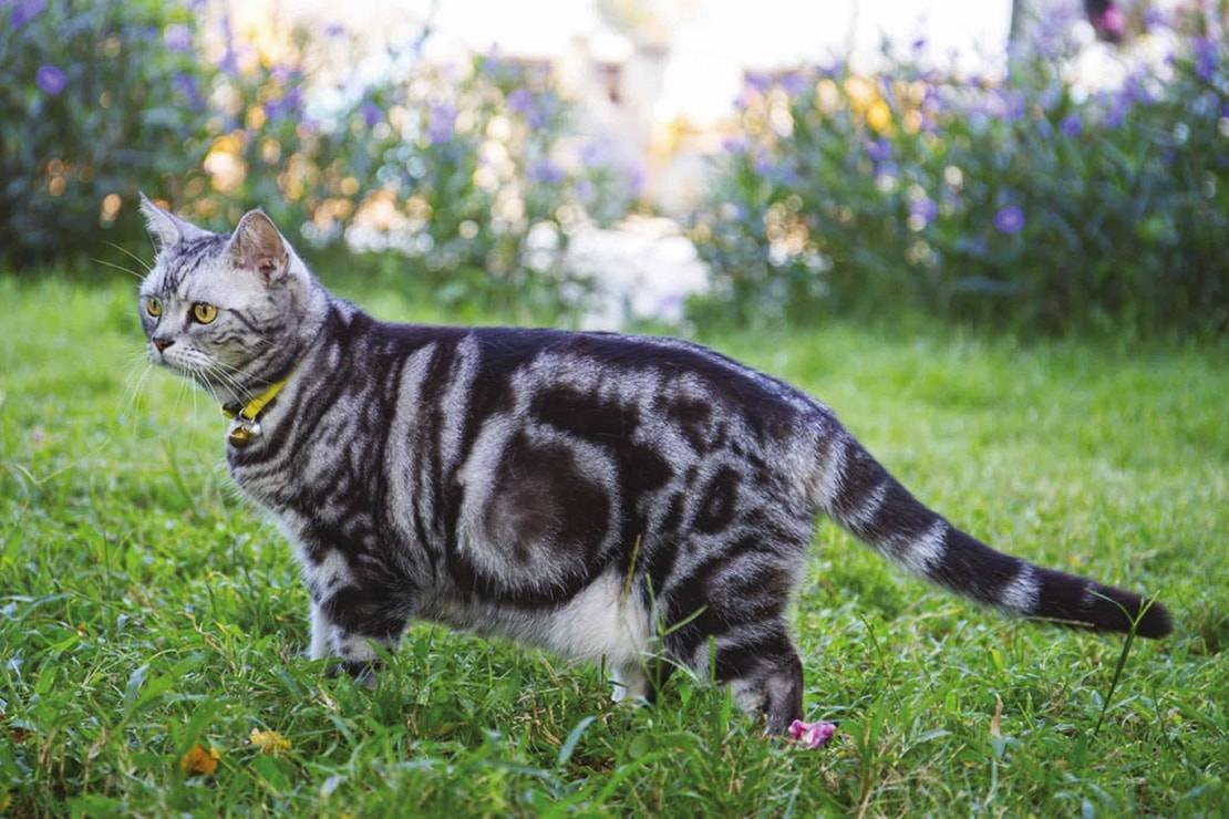 Мейн кун полосатый