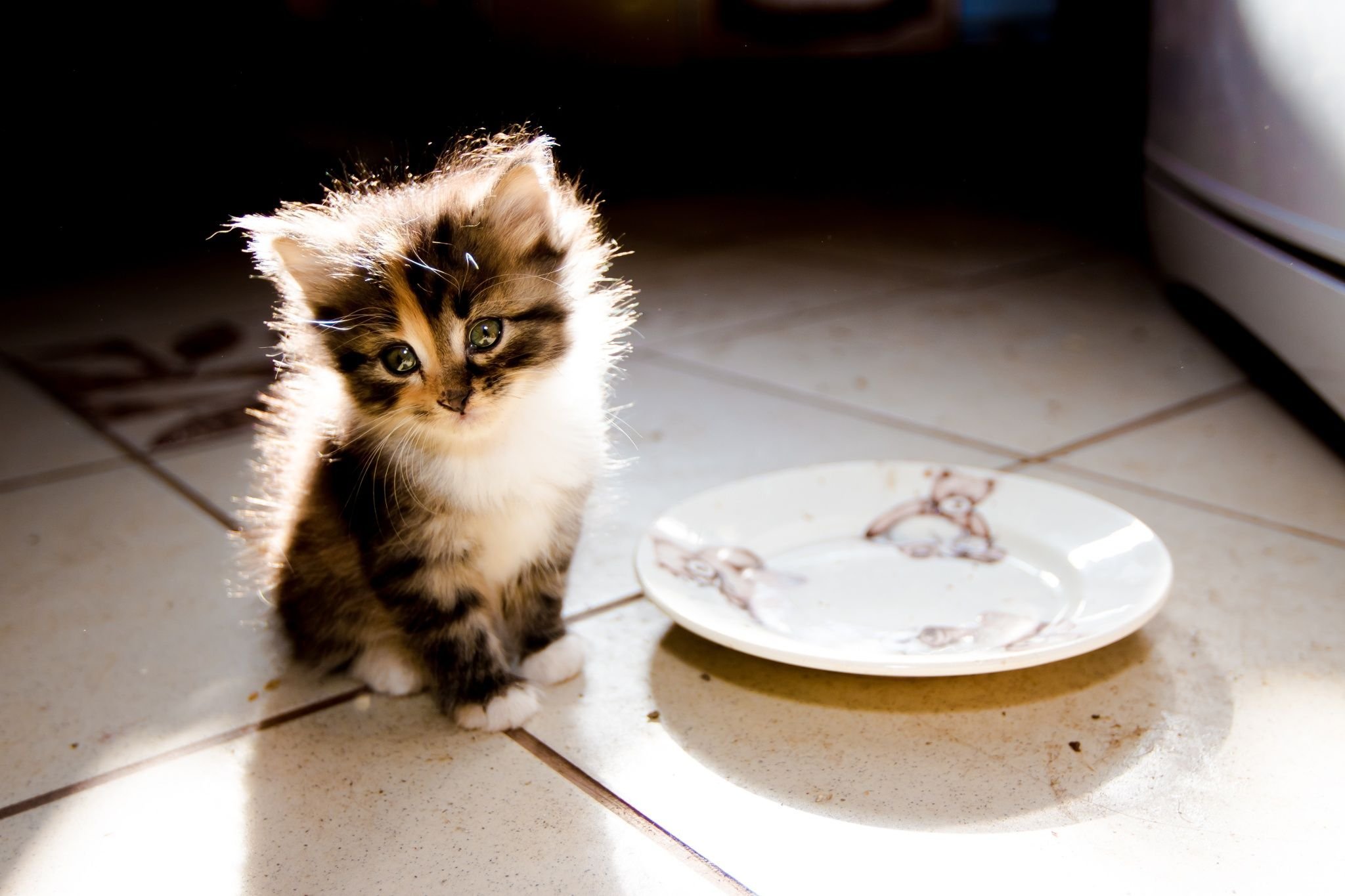 Кошка просит еду. Голодный кот. Голодный котенок. Миски для котят. Кот в тарелке.
